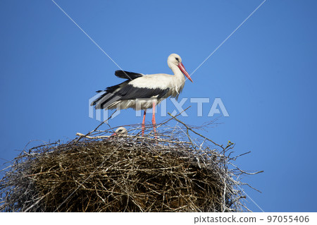 Stork in the nest against the blue sky. 97055406