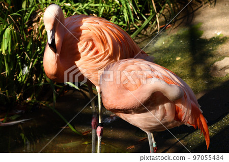 Flamingo Flamingo 97055484