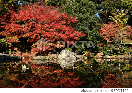 Autumn leaves reflected in a mirror-like pond 97055495