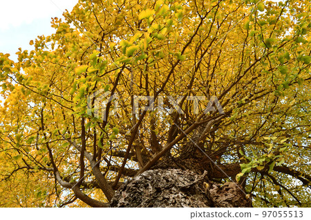 Looking up at the large ginkgo with autumn leaves 97055513