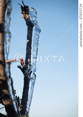 清晨在西穗高山的山脊線上看到的初冬高山植物 天氣晴朗 有霜的高山植物 97055734