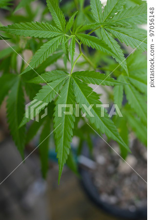 marijuana leaves cannabis plants a beautiful background 97056148