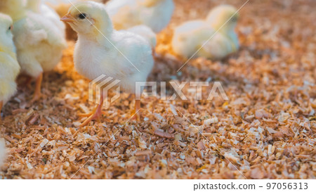 小雞 幼鳥 鳥兒 97056313