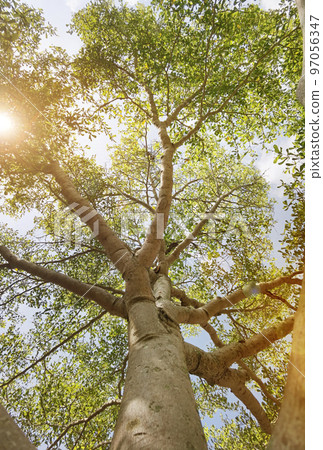 Landscape the big tree  97056347