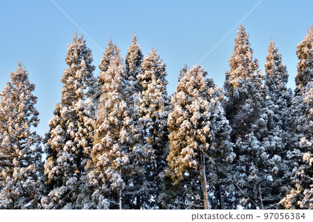 Early winter beauty Christmas image 7 Early winter beauty Christmas image 7 97056384