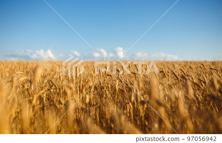 Close up nature photo Idea of a rich harvest. Amazing backdrop of ripening ears of yellow wheat field 97056942