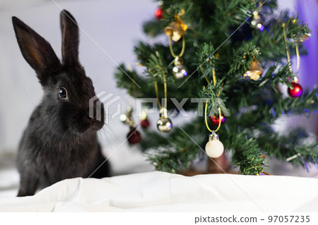 Portrait of little black rabbit near Christmas tree. Closeup.  97057235