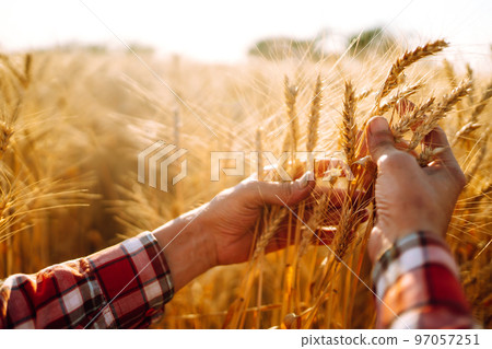 Amazing view with Man With His Back To The Viewer In A Field Of Wheat Touched By The Hand Of Spikes. Amazing view with Man With His Back To The Viewer In A Field Of Wheat Touched By The Hand Of Spikes. 97057251