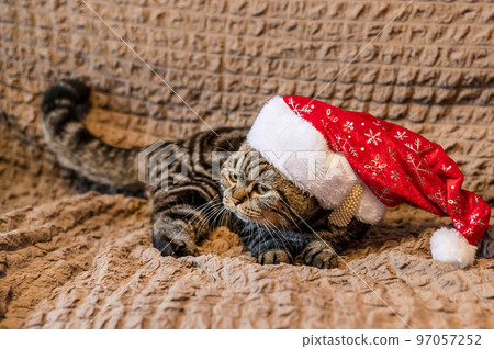 An adult cat in a red New Year's hat lies on the sofa An adult cat in a red New Year's hat lies on the sofa 97057252
