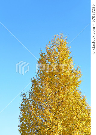 Yellow leaves of ginkgo biloba Yellow leaves of ginkgo biloba 97057289