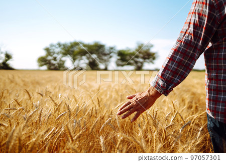 Amazing view with Man With His Back To The Viewer In A Field Of Wheat Touched By The Hand Of Spikes. 97057301