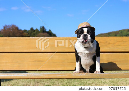 Boston Terrier with a straw hat sitting on a bench in Aigo no Sato, the happiest town in Japan ♡ Mighty-kun Boston Terrier with a straw hat sitting on a bench in Aigo no Sato, the happiest town in Japan ♡ Mighty-kun 97057723