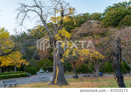 [Autumn leaves] Tokushima Central Park in autumn 97058173