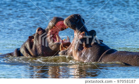 Hippos Fighting Challenge Waterhole Wildlife Hippos Fighting Challenge Waterhole Wildlife 97058187