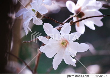 春天和白玉蘭花的到來 春天和白玉蘭花的到來 97058524