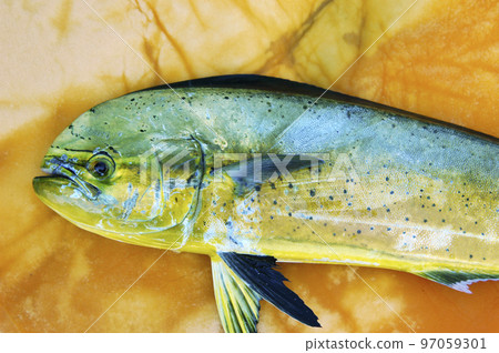Freshly caught dolphin fish Freshly caught dolphin fish 97059301