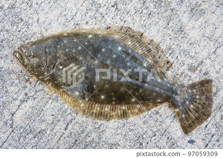 新鮮捕獲的比目魚 新鮮捕獲的比目魚 97059309