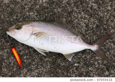 Greater amberjack and lure - Stock Photo [97059318] - PIXTA