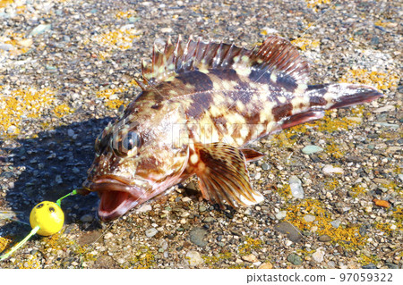 freshly caught rockfish 97059322