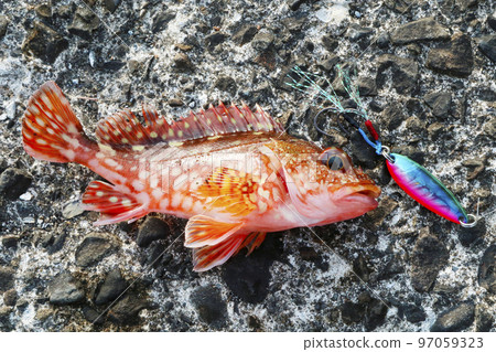 Rockfish caught with a lure 97059323