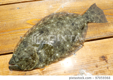 比目魚 97059368