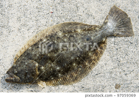 比目魚 比目魚 97059369