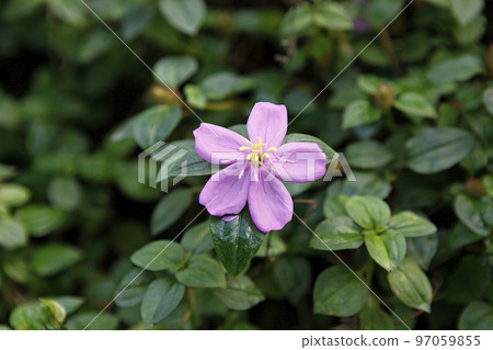 熱帶植物 97059855