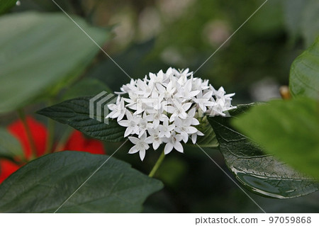 熱帶植物 97059868