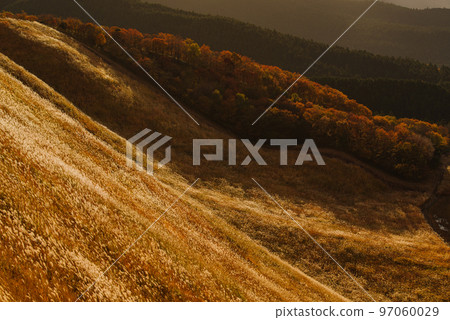 A field of Japanese pampas grass shining in gold A field of Japanese pampas grass shining in gold 97060029