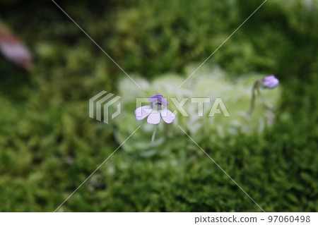 Tropical plants 97060498