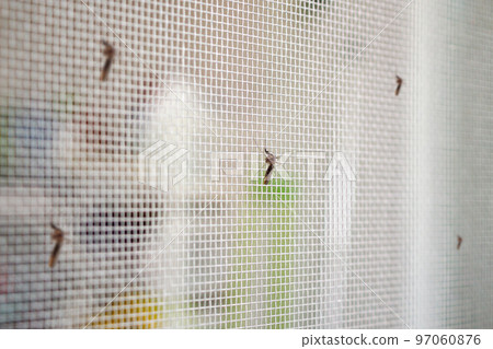 many mosquitoes on insect net wire screen close up on house window 97060876