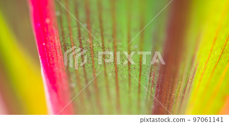 Plant leaf close up abstract background Plant leaf close up abstract background 97061141