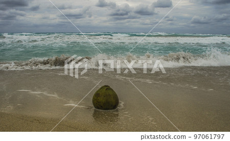 The coconut fruit lies on the sand and is washed by the ocean 97061797