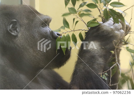 吃食物的大猩猩的配置文件 97062236