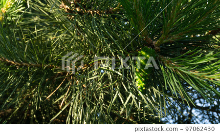 Pine branch in the sun. Selective focus. Pine needles in summer in macro. 97062430