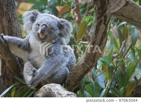 cute koala looking over here 97063084