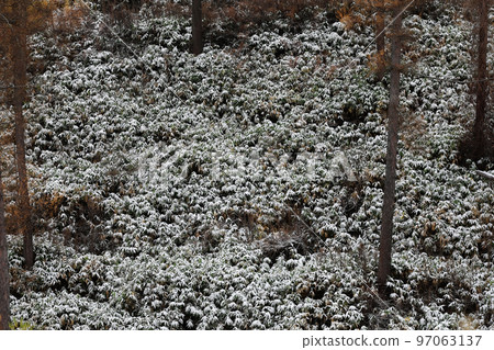 【北海道美瑛町】竹草與雪 【北海道美瑛町】竹草與雪 97063137