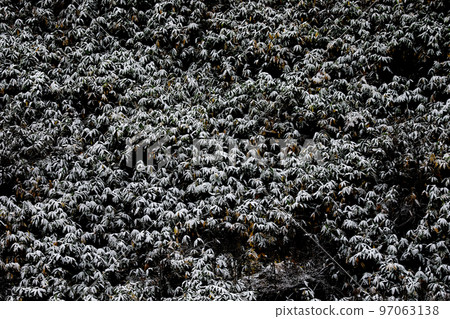 【北海道美瑛町】竹草與雪 【北海道美瑛町】竹草與雪 97063138