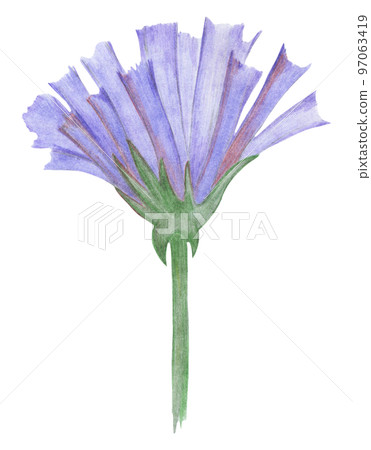 Blue Flowers Isolated on White Background. Blue Flower Element Drawn by Colored Pencil. Blue Flowers Isolated on White Background. Blue Flower Element Drawn by Colored Pencil. 97063419