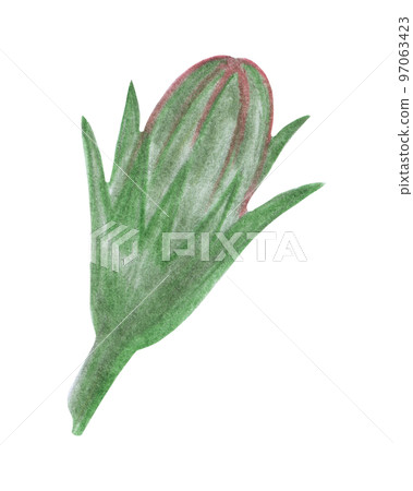 Flower Bud Isolated on White Background. Flower Element Drawn by Colored Pencil. 97063423