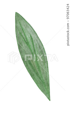 Green Leaf of Flower Isolated on White Background. Flower Leaf Element Drawn by Color Pencil. 97063424