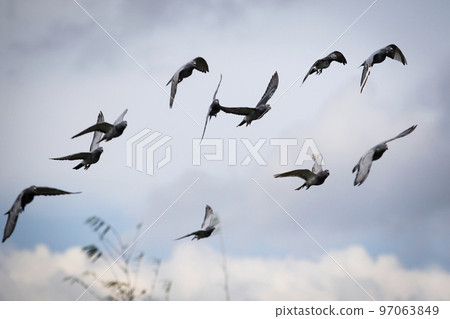 flock of homing pigeon flying against cloudy sky 97063849