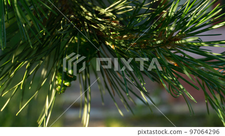 Pine branch in the sun. Selective focus. Pine needles in summer in macro. 97064296