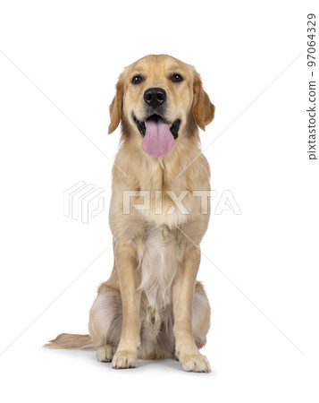 Golden Retriever dog on white background 97064329