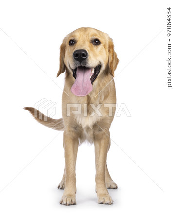 Golden Retriever dog on white background 97064334