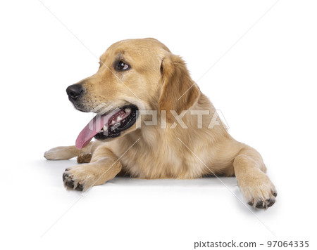 Golden Retriever dog on white background Golden Retriever dog on white background 97064335