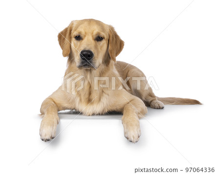 Golden Retriever dog on white background Golden Retriever dog on white background 97064336