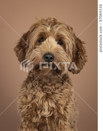 Cobberdog on brown background 97064338
