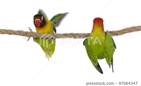 Lovebirds on white background 97064347