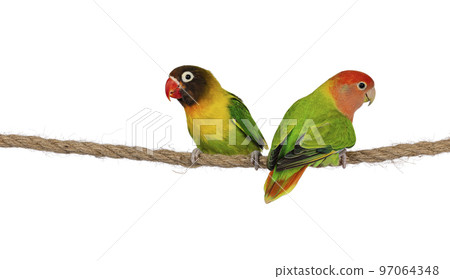 Lovebirds on white background 97064348